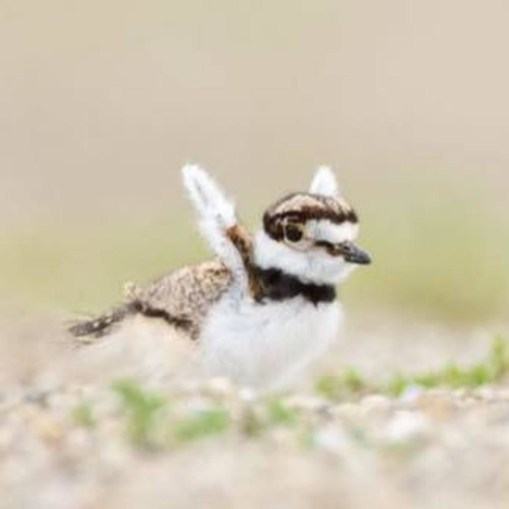 Meet your Posher, Alex